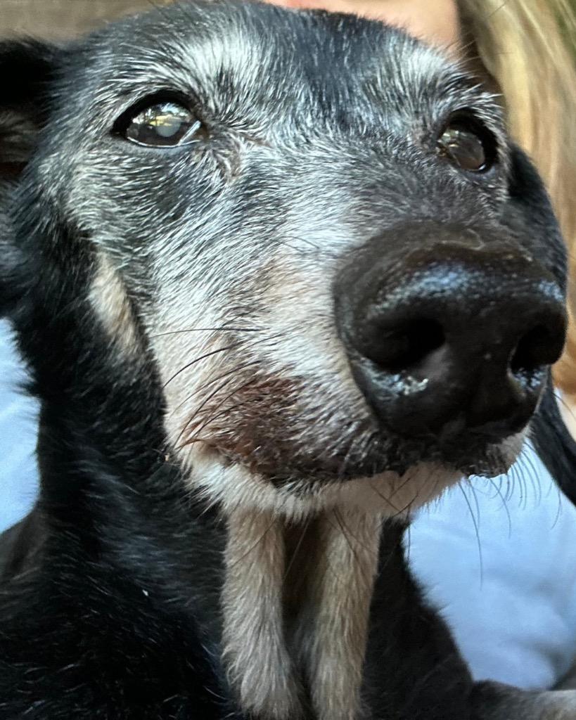 Paula, a Adoptable Dachshund in Bryan, TX image 1/6