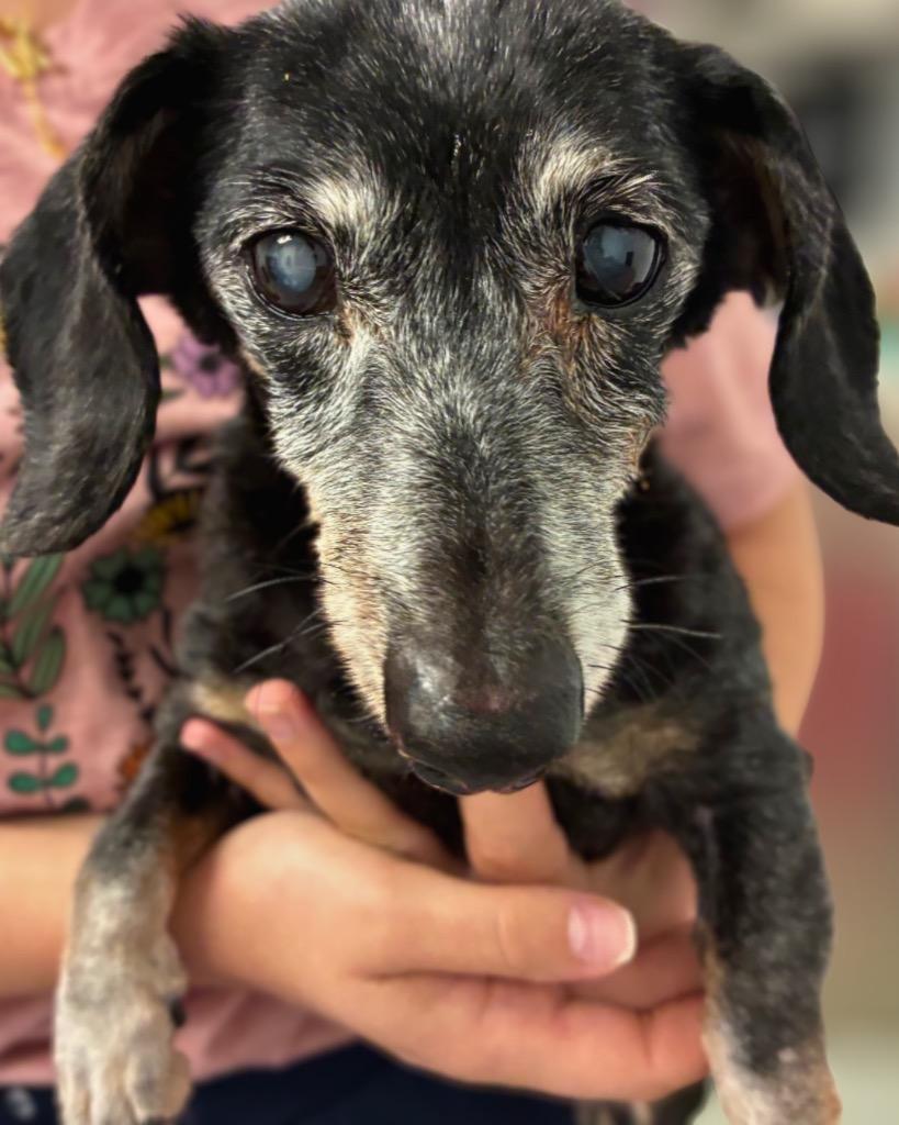 Paula, a Adoptable Dachshund in Bryan, TX image 2/6