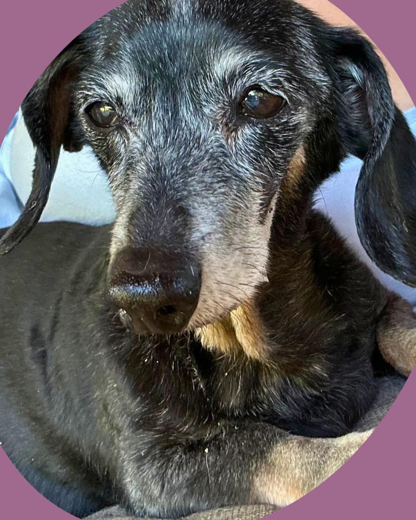 Paula, a Adoptable Dachshund in Bryan, TX image 3/6