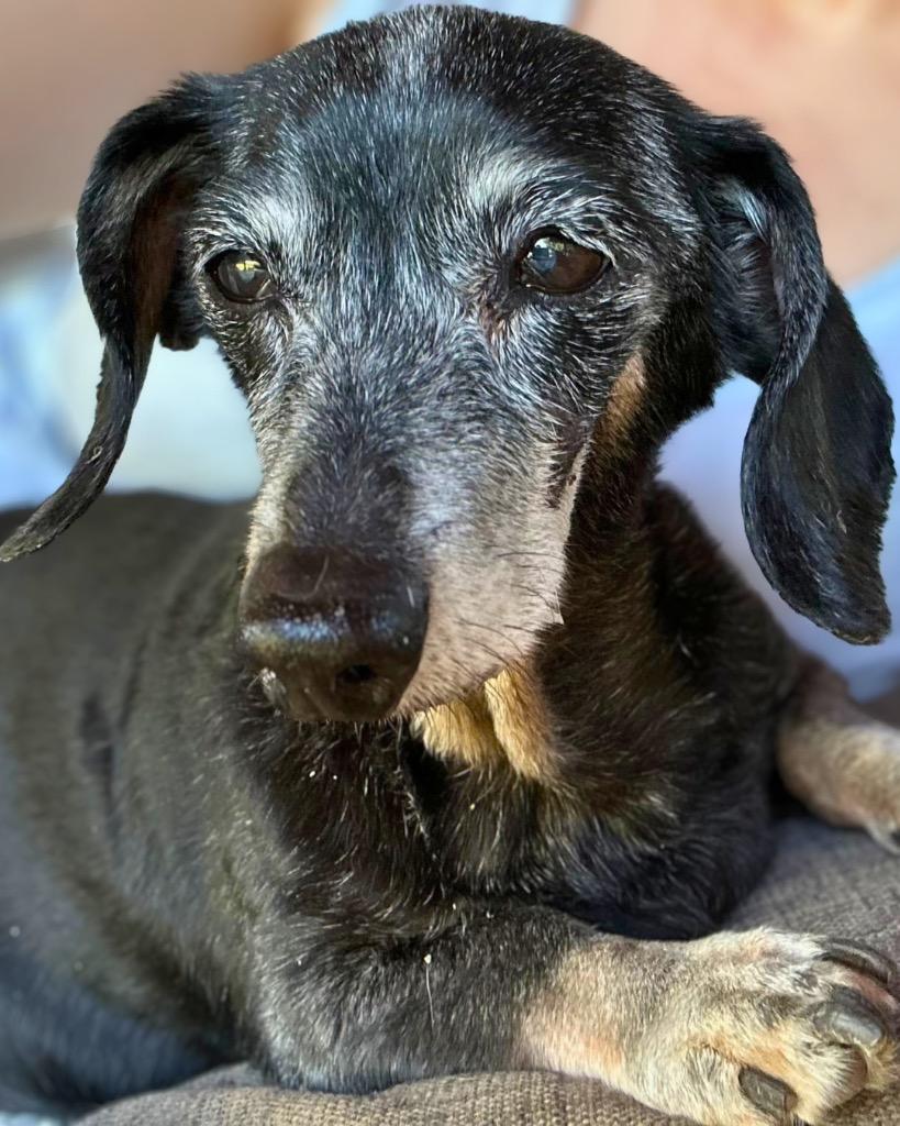 Paula, a Adoptable Dachshund in Bryan, TX image 4/6