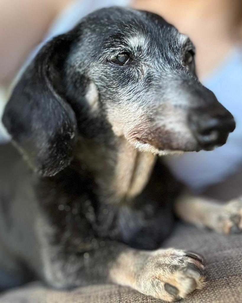 Paula, a Adoptable Dachshund in Bryan, TX image 5/6