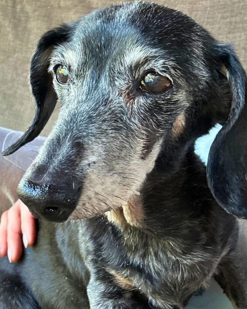 Paula, a Adoptable Dachshund in Bryan, TX image 6/6