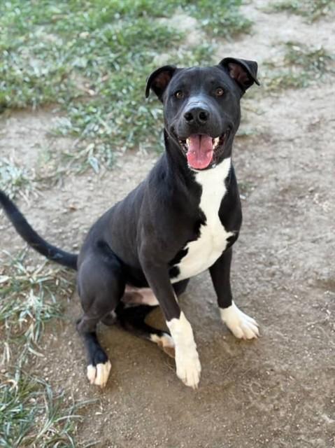ISAAC, Adoptable, Young Male Pit Bull Terrier & Mixed Breed.