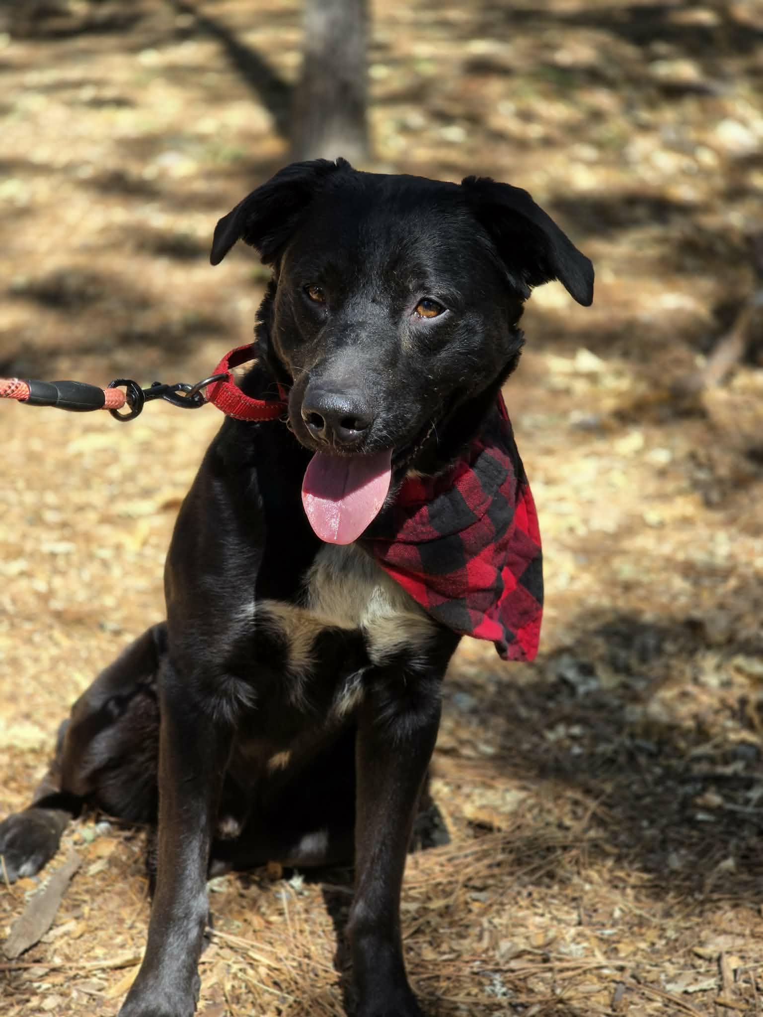 Enlarge Double Dutch, an adopted mixed breed in Grants Pass, OR image 4/5