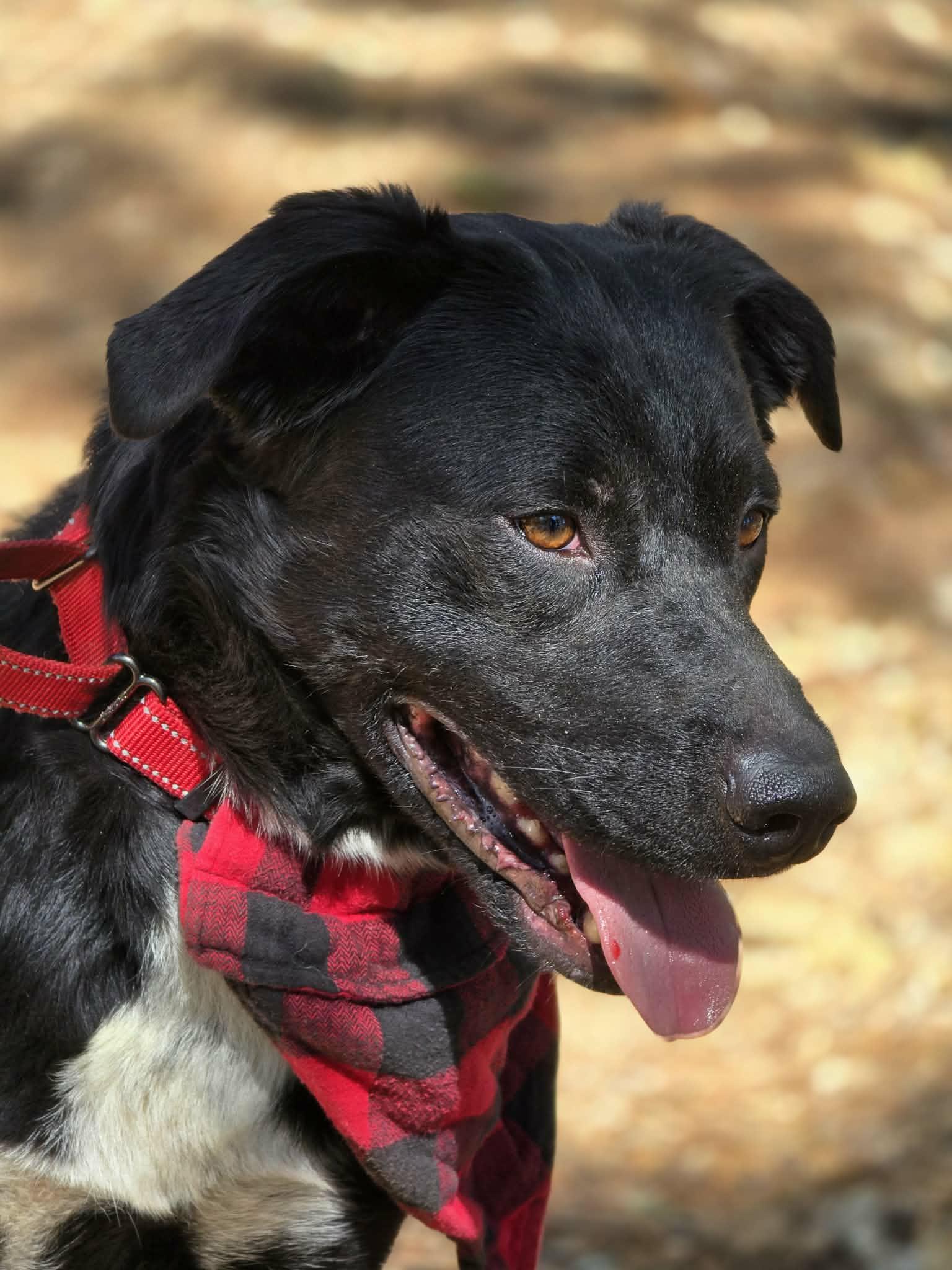 Enlarge Double Dutch, an adopted mixed breed in Grants Pass, OR image 3/5