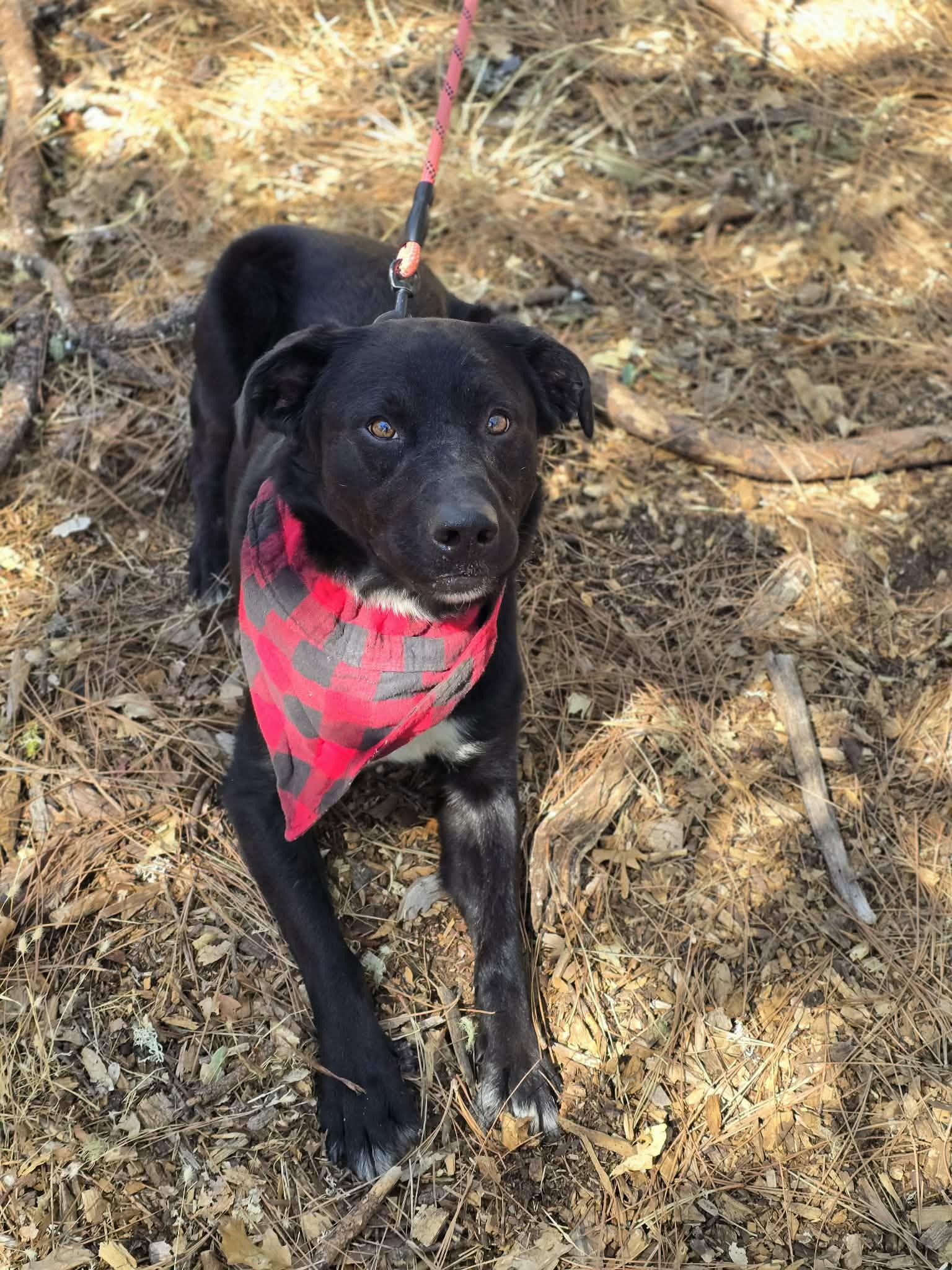 Double Dutch, adopted, Adult Male Australian Shepherd & Australian Cattle Dog / Blue Heeler.