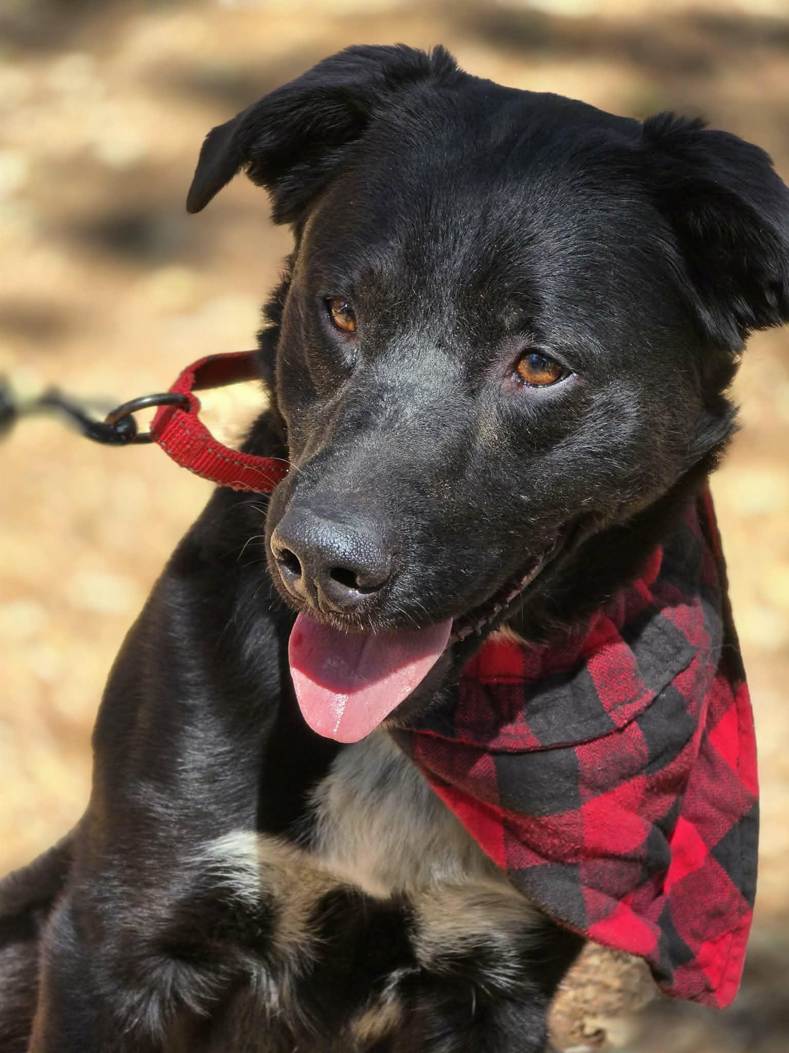 Enlarge Double Dutch, an adopted mixed breed in Grants Pass, OR image 2/5