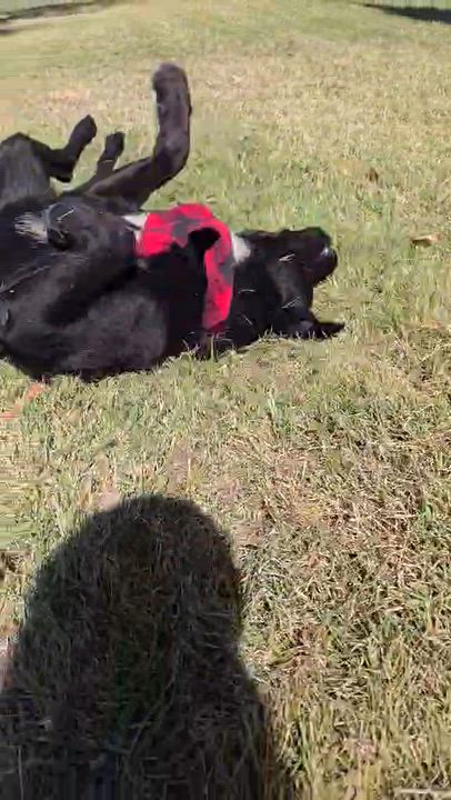 Enlarge Double Dutch, an adopted mixed breed in Grants Pass, OR video 5/5