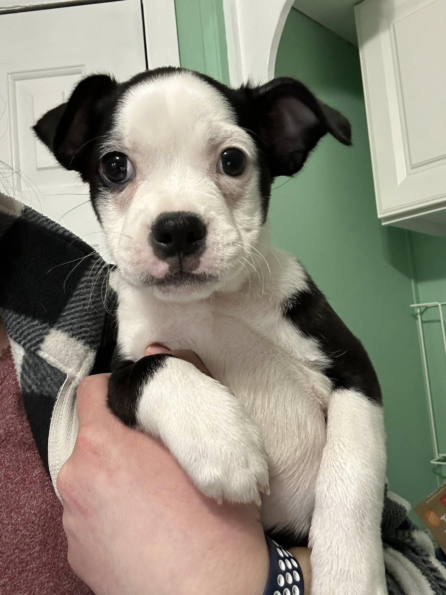 Enlarge Burt, a ADOPTABLE mixed breed in Dellslow, WV image 4/4