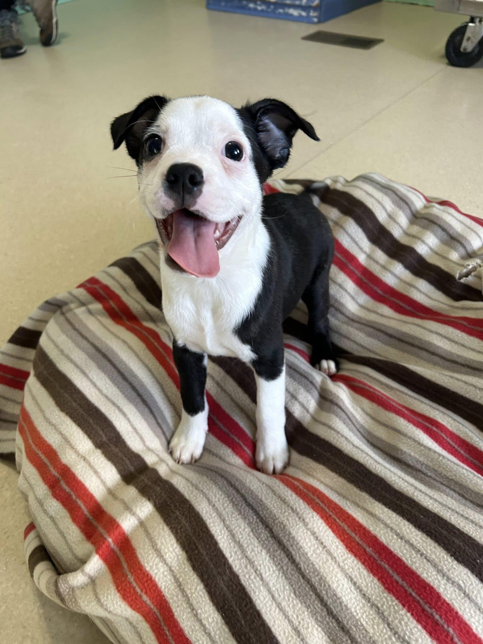 Enlarge Burt, a ADOPTABLE mixed breed in Dellslow, WV image 1/4