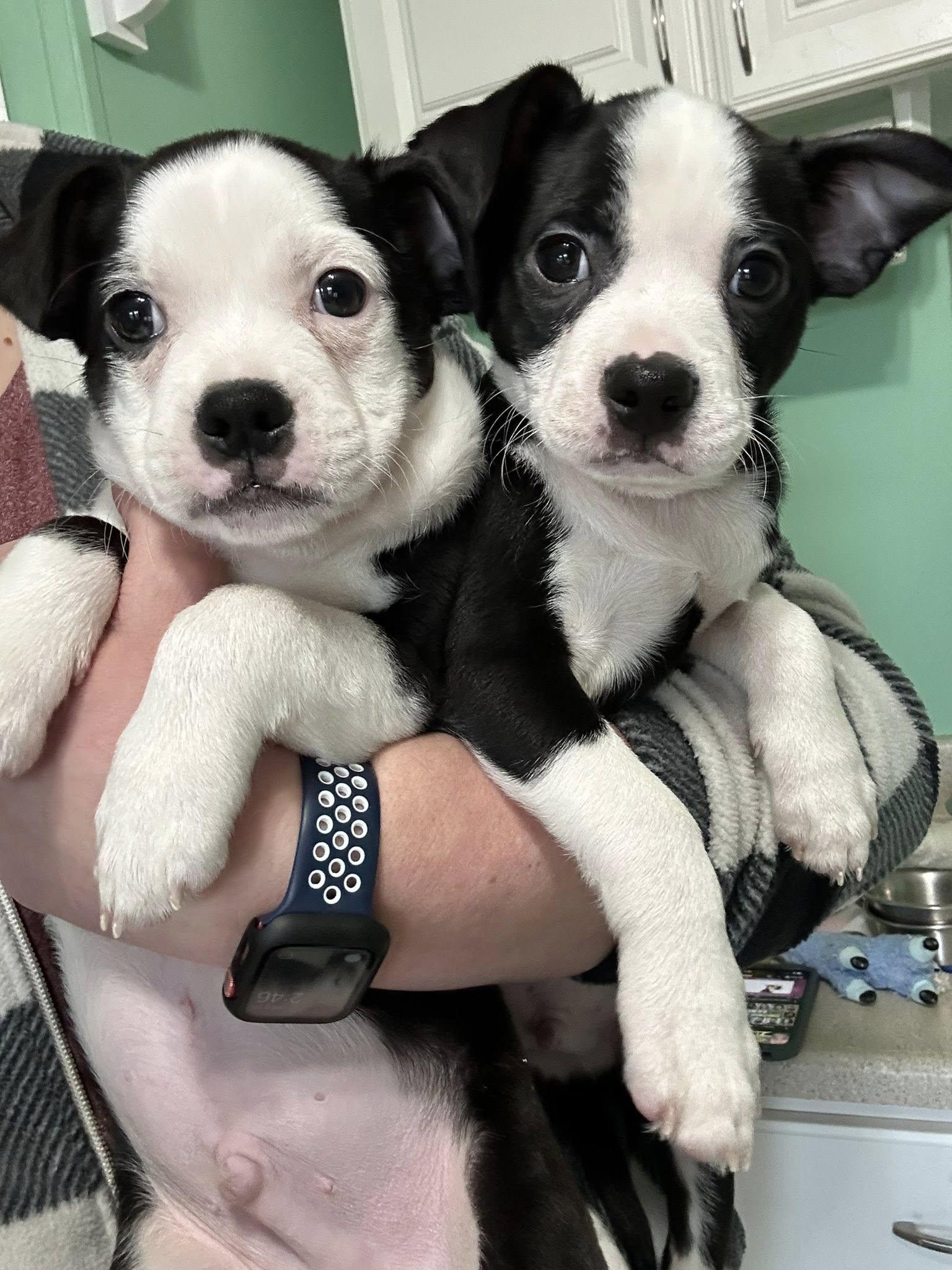Enlarge Burt, a ADOPTABLE mixed breed in Dellslow, WV image 3/4