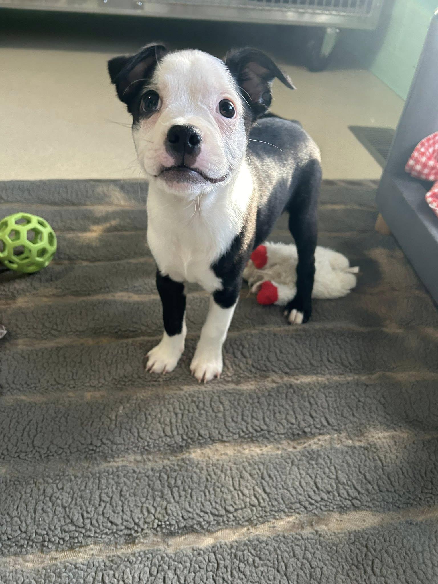 Enlarge Burt, a ADOPTABLE mixed breed in Dellslow, WV image 2/4