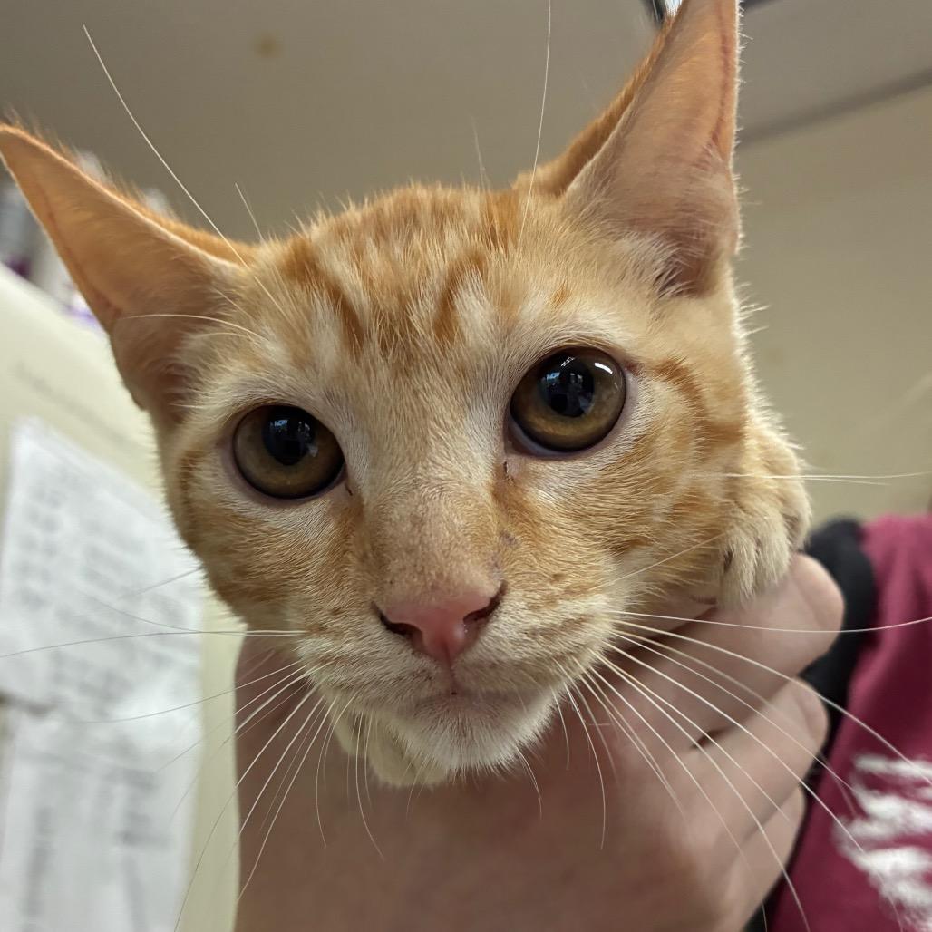 Enlarge Pumpkin, a Adoptable Domestic Short Hair in Fargo, ND image 2/2