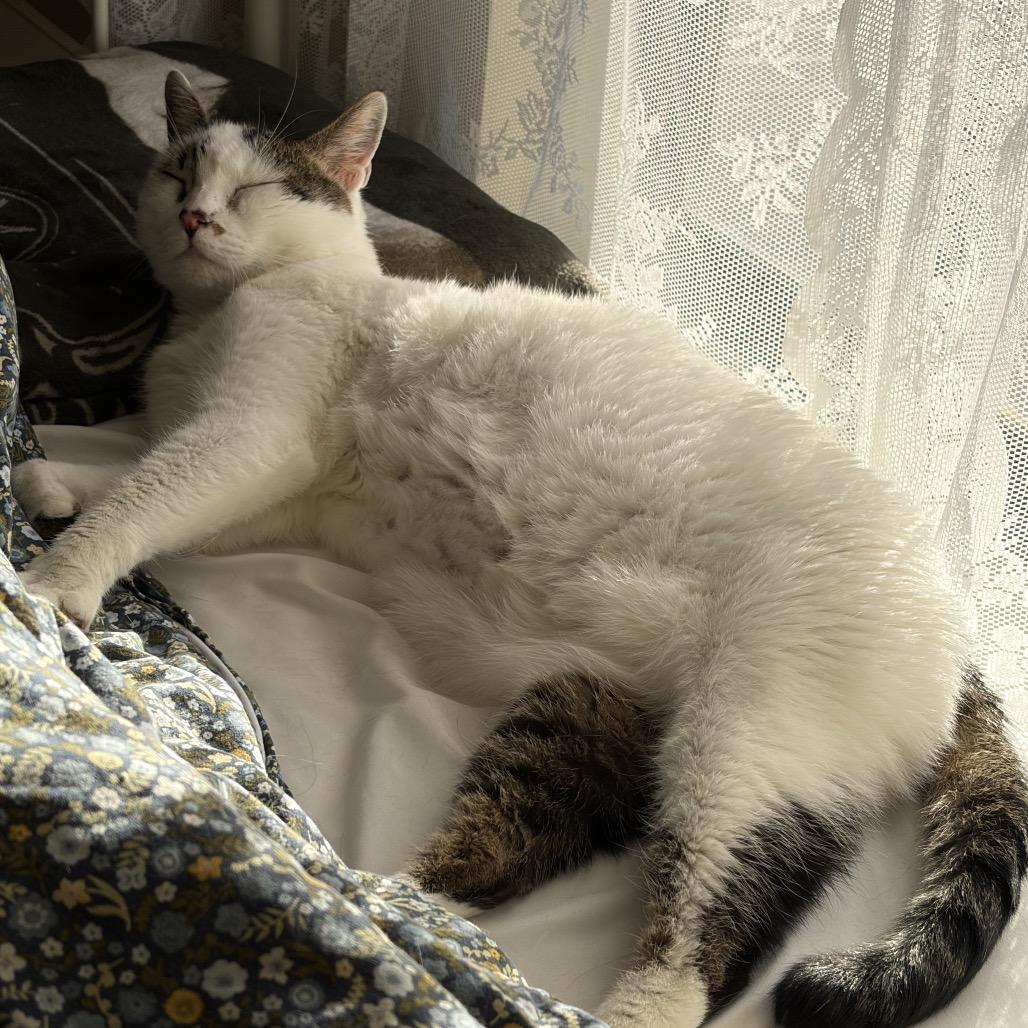 LOLLY, Adoptable, Adult Female Domestic Short Hair.
