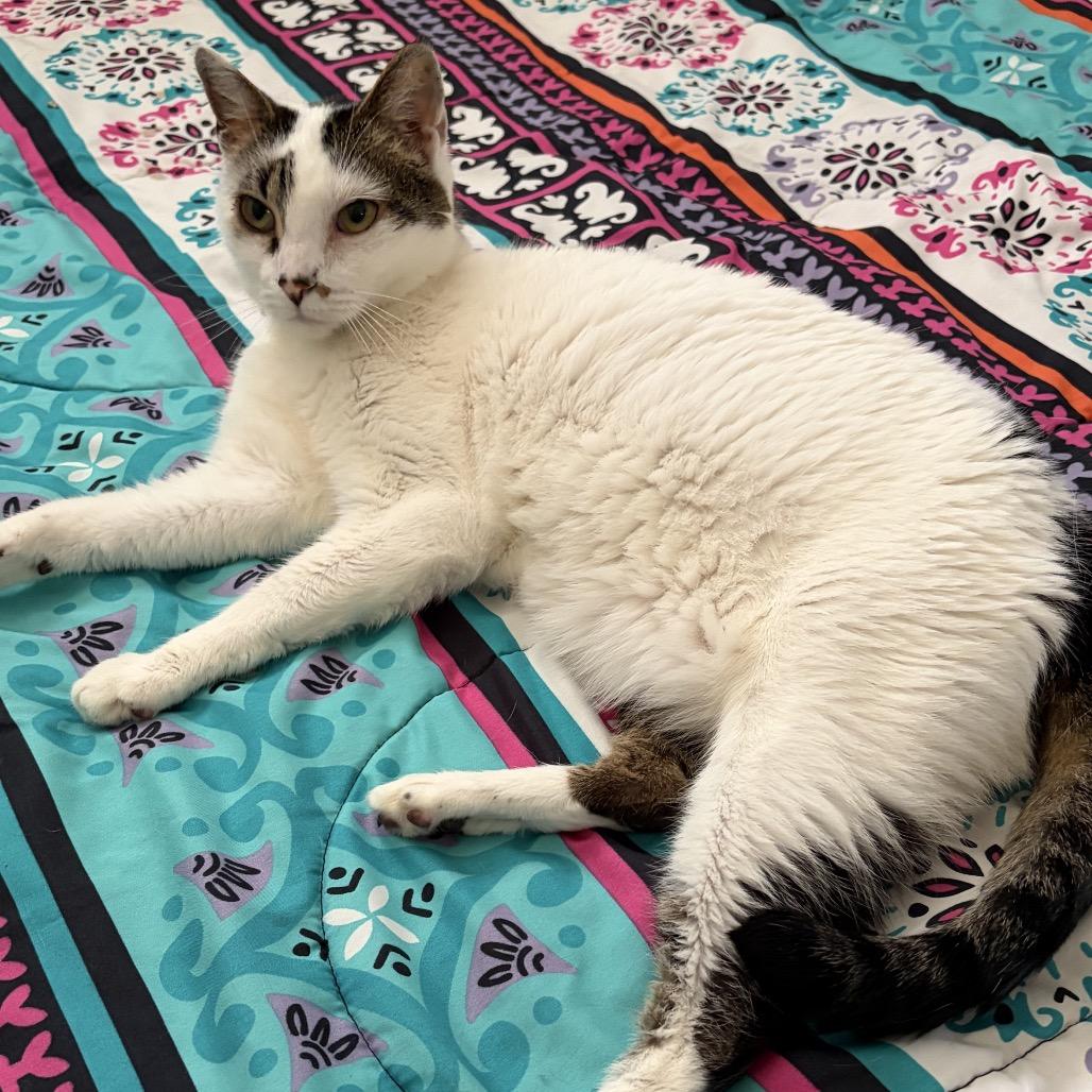 Enlarge LOLLY, a Adoptable Domestic Short Hair in San Antonio, TX image 2/6