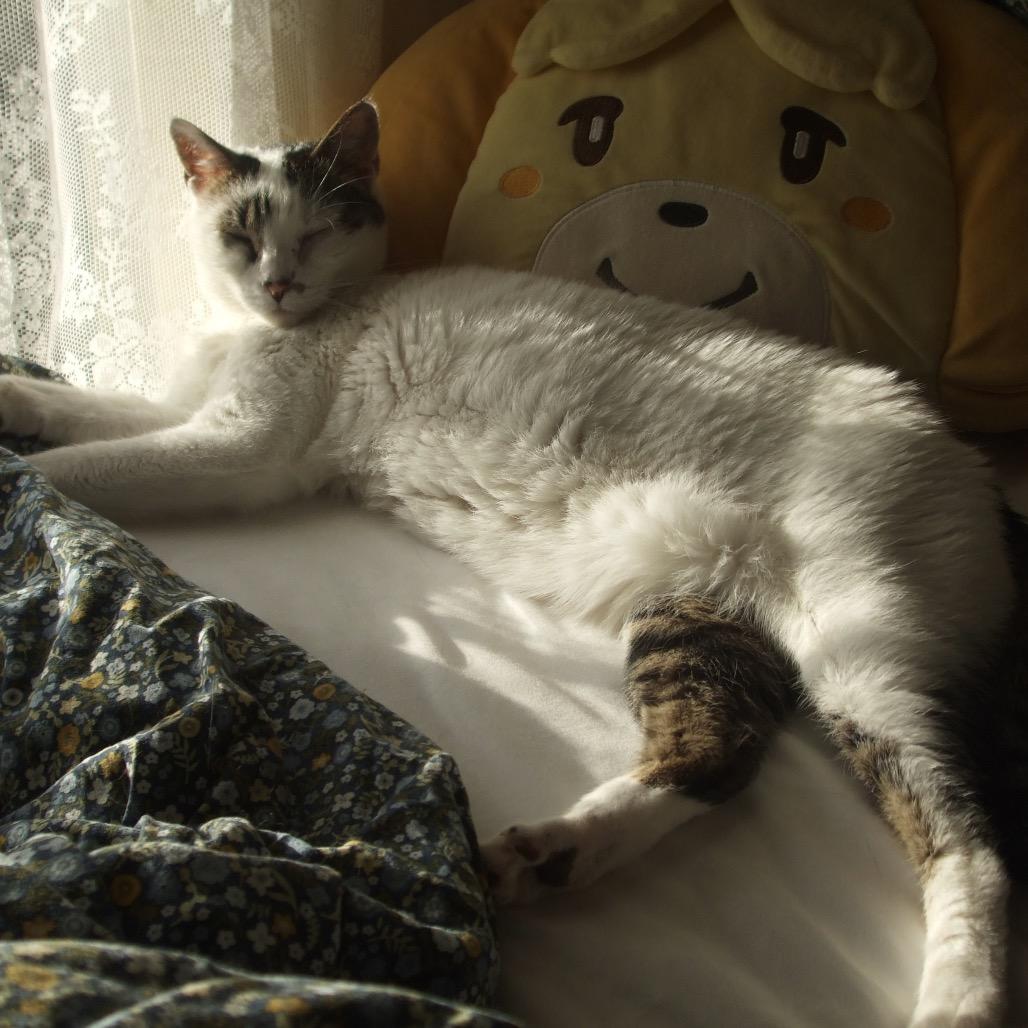 Enlarge LOLLY, a Adoptable Domestic Short Hair in San Antonio, TX image 3/6