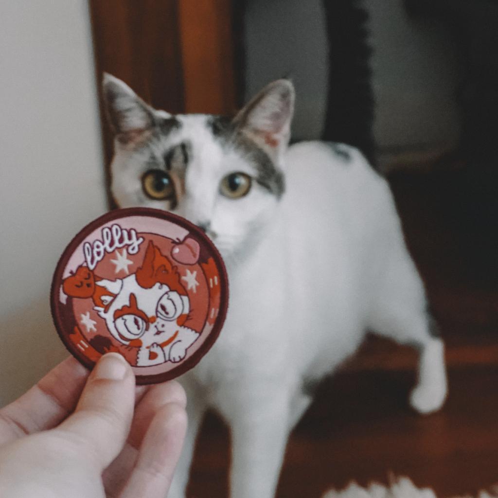 Enlarge LOLLY, a Adoptable Domestic Short Hair in San Antonio, TX image 1/1