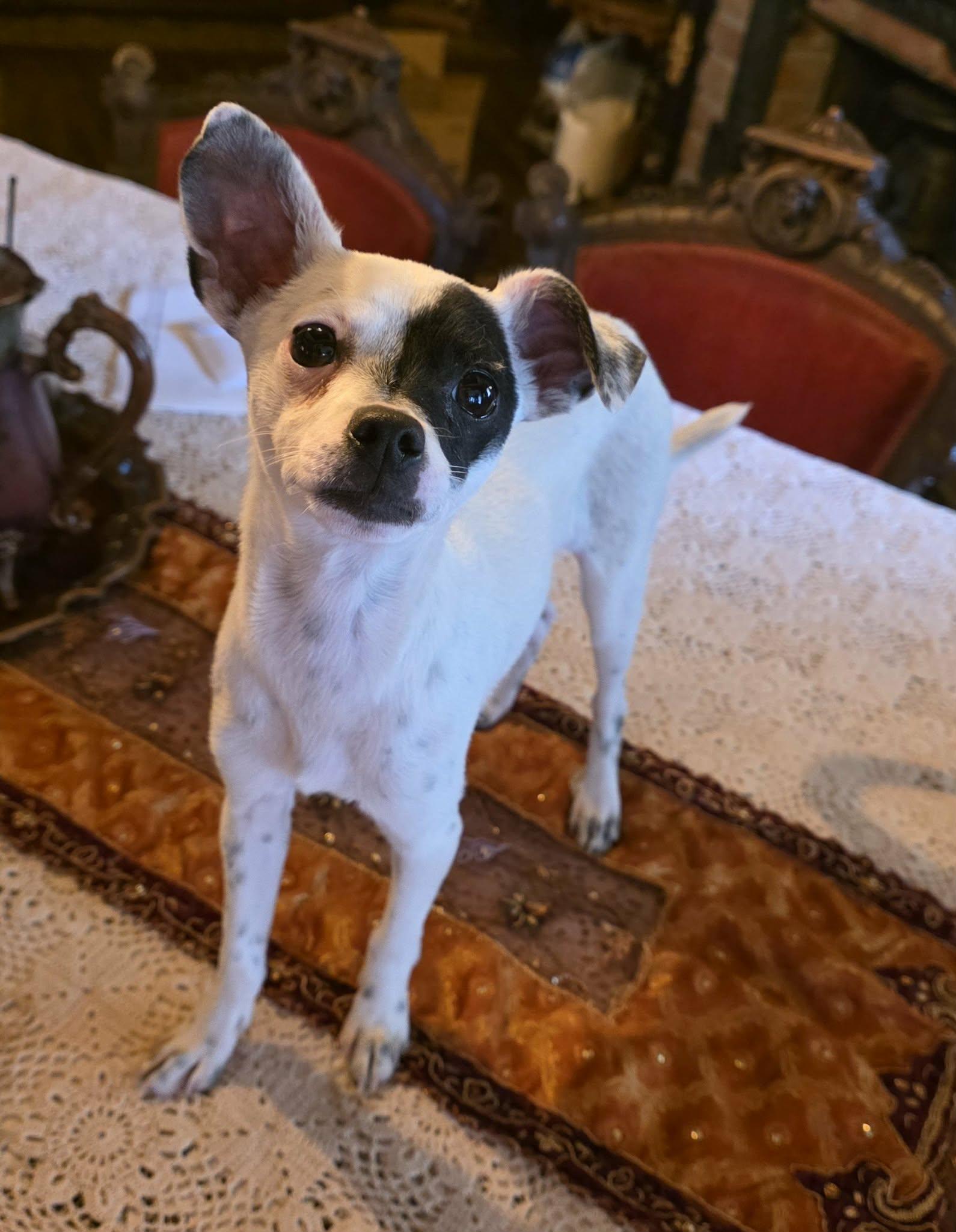 Bandit (Puppy), Adoptable, Puppy Male Rat Terrier & Chihuahua.