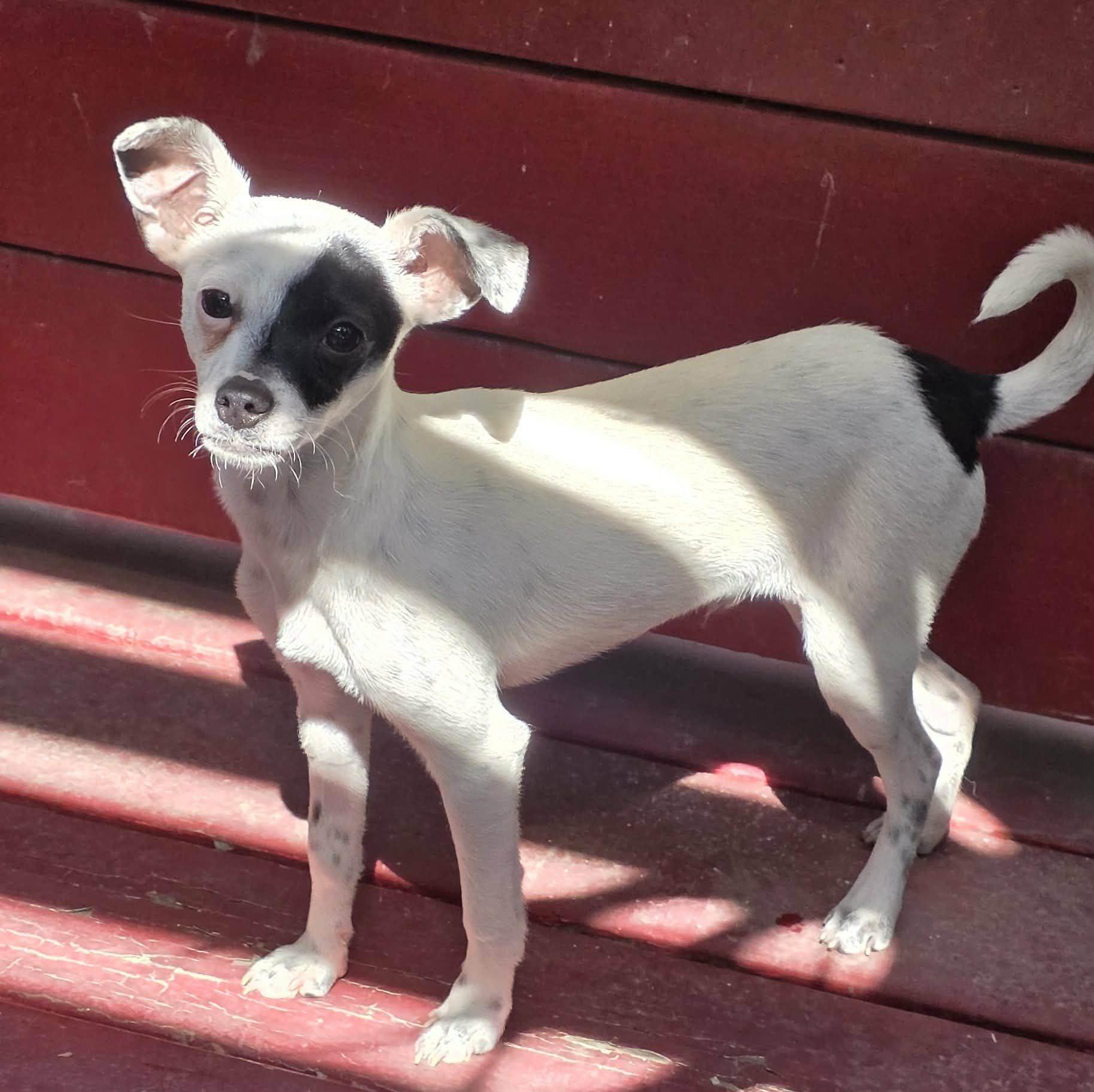 Enlarge Bandit (Puppy), a Adoptable mixed breed in Riverside, CA image 2/6