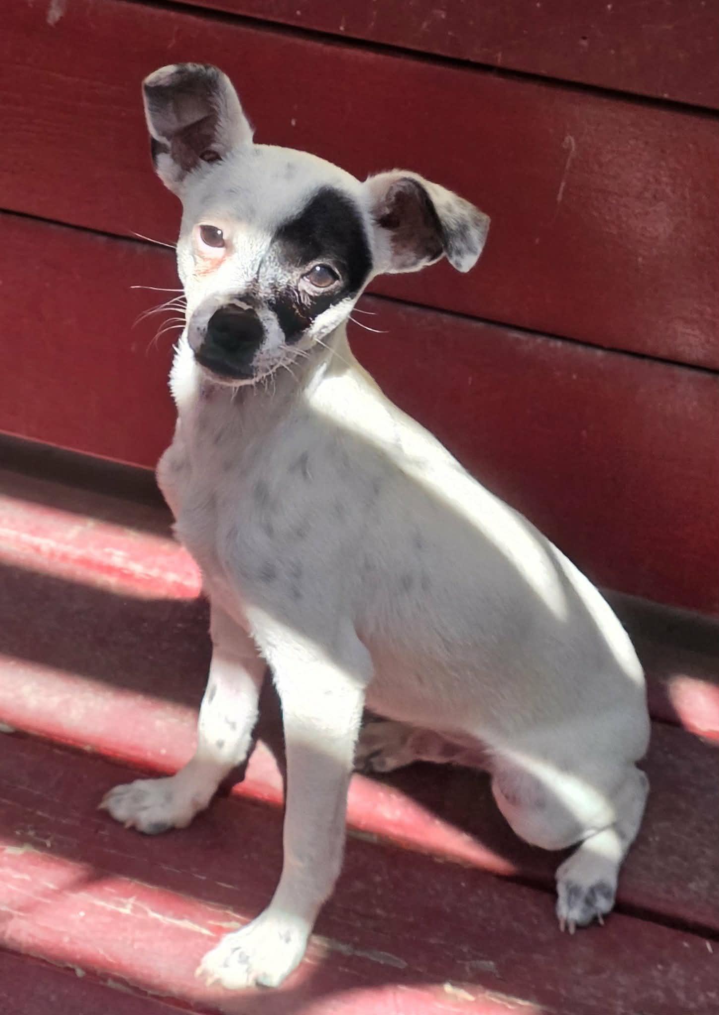 Enlarge Bandit (Puppy), a Adoptable mixed breed in Riverside, CA image 4/6