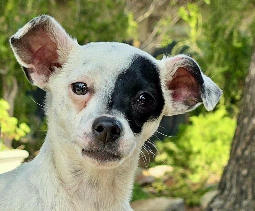 Enlarge Bandit (Puppy), a Adoptable mixed breed in Riverside, CA image 6/6