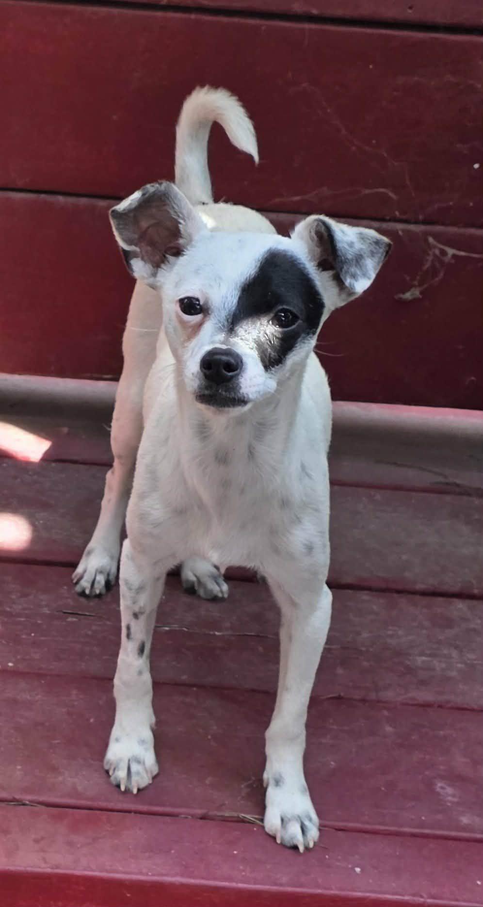 Enlarge Bandit (Puppy), a Adoptable mixed breed in Riverside, CA image 3/6