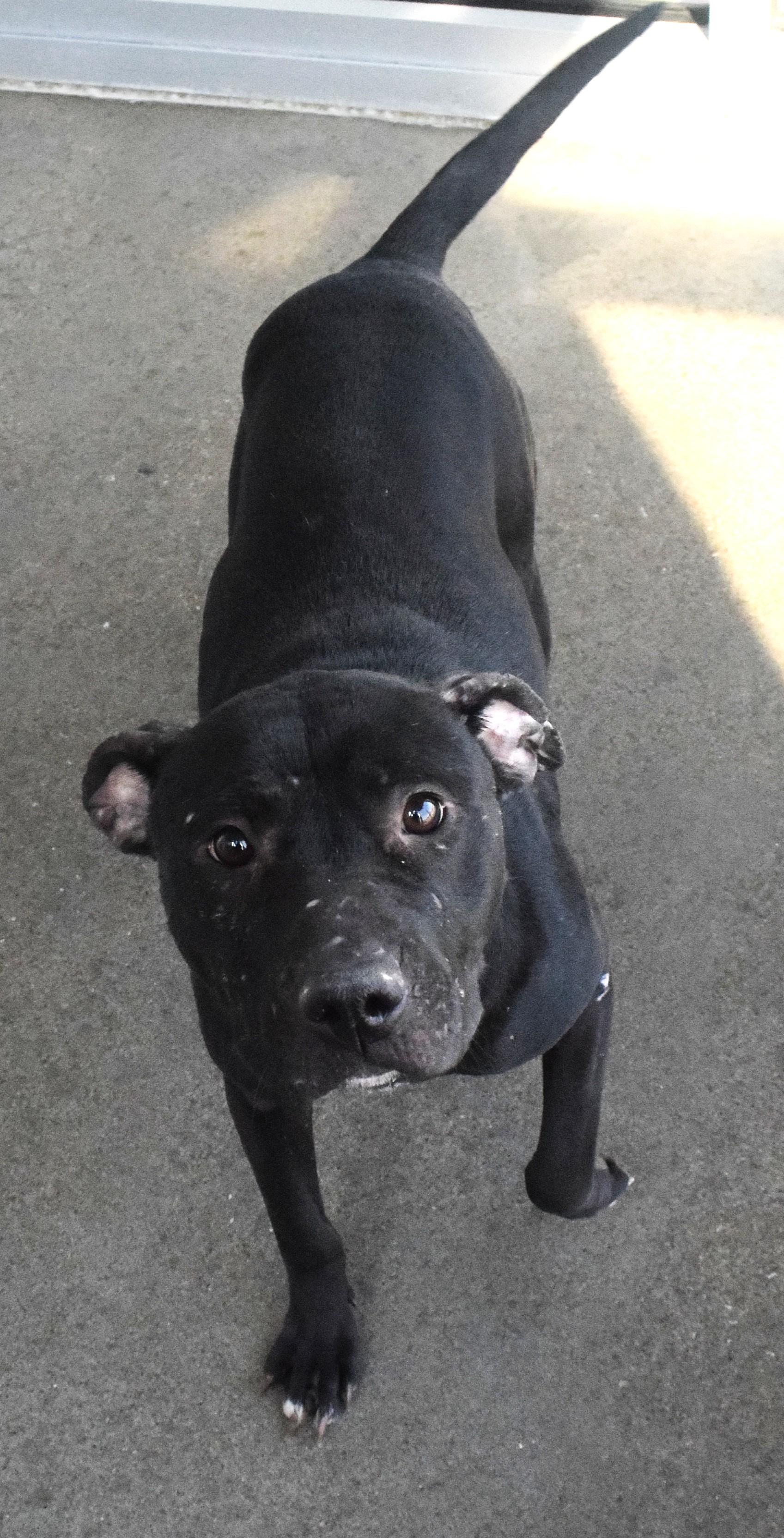 #21932, ADOPTABLE, Adult Female Pit Bull Terrier.