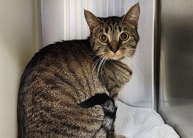 Enlarge MOJO, a Adoptable Domestic Long Hair in Colorado Springs, CO image 1/1