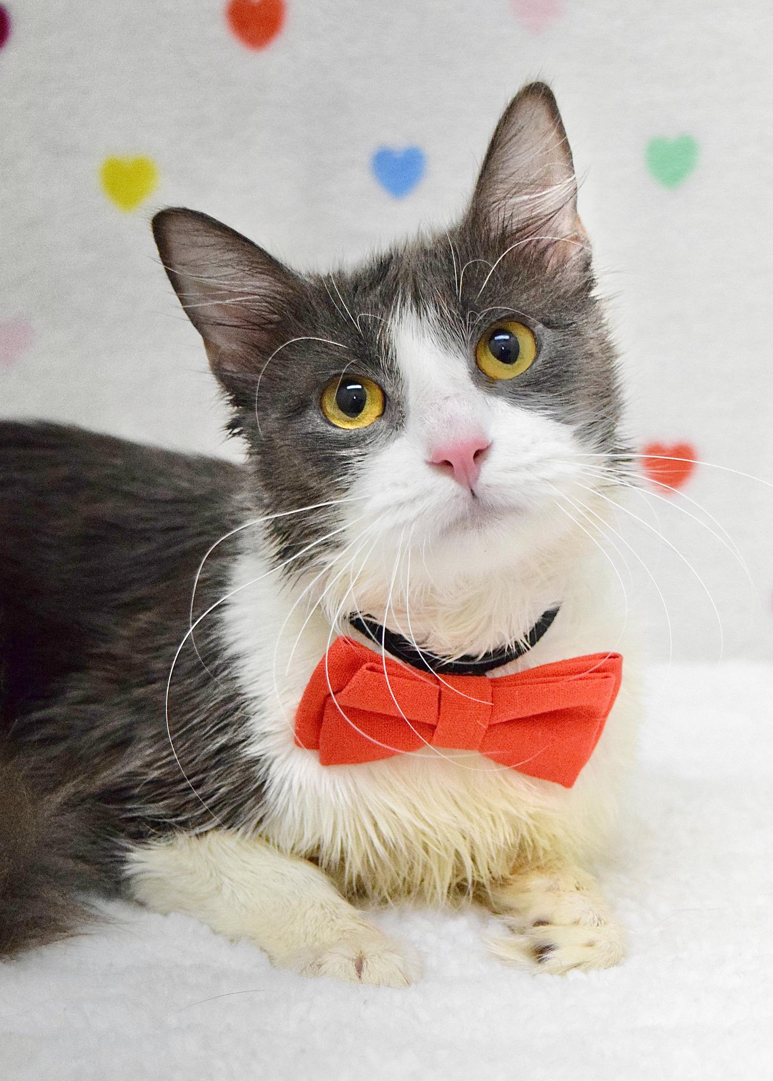 Enlarge Felix, a ADOPTABLE Domestic Medium Hair in Dublin, CA image 1/1