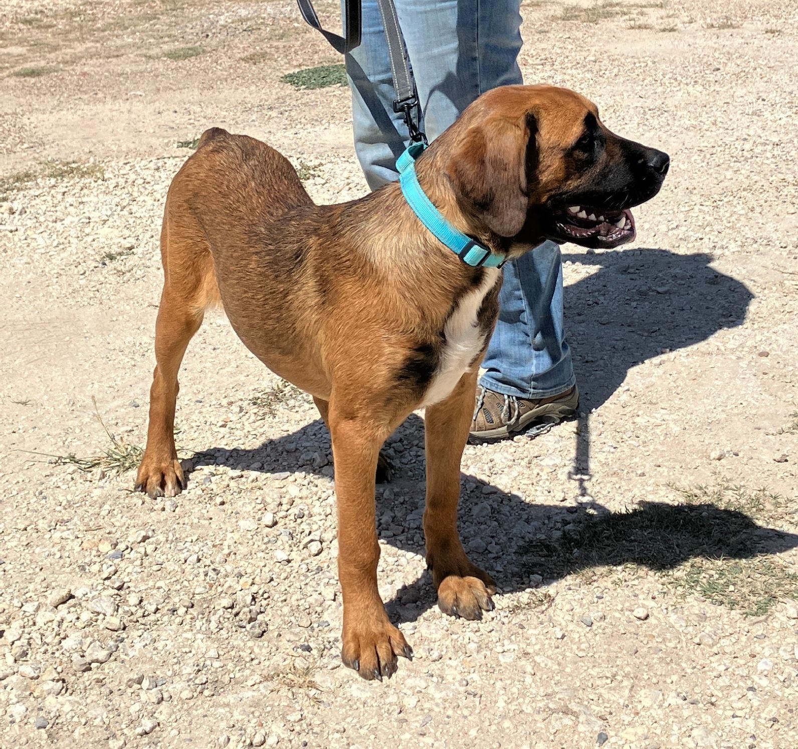 ANGUS - Big Goofy Puppy, a Adoptable mixed breed in Brattleboro, VT image 2/6