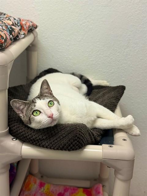 AMBER, Adoptable, Young Female Domestic Short Hair.