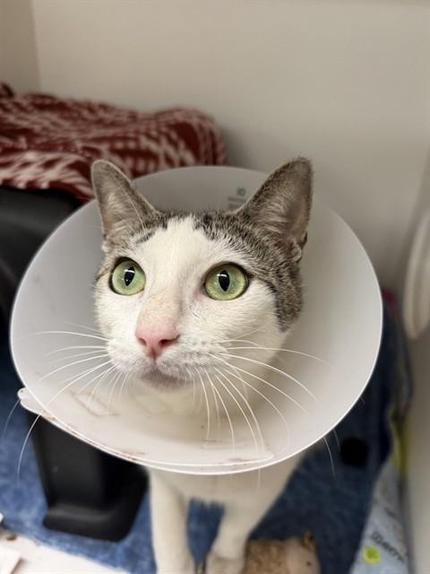 AMBER, Adoptable, Young Female Domestic Short Hair.