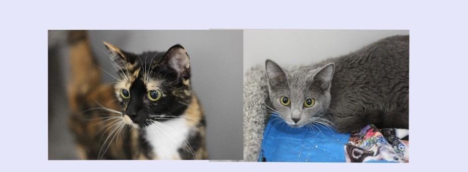Nyla and Raven, Adopted, Young Female Domestic Short Hair.