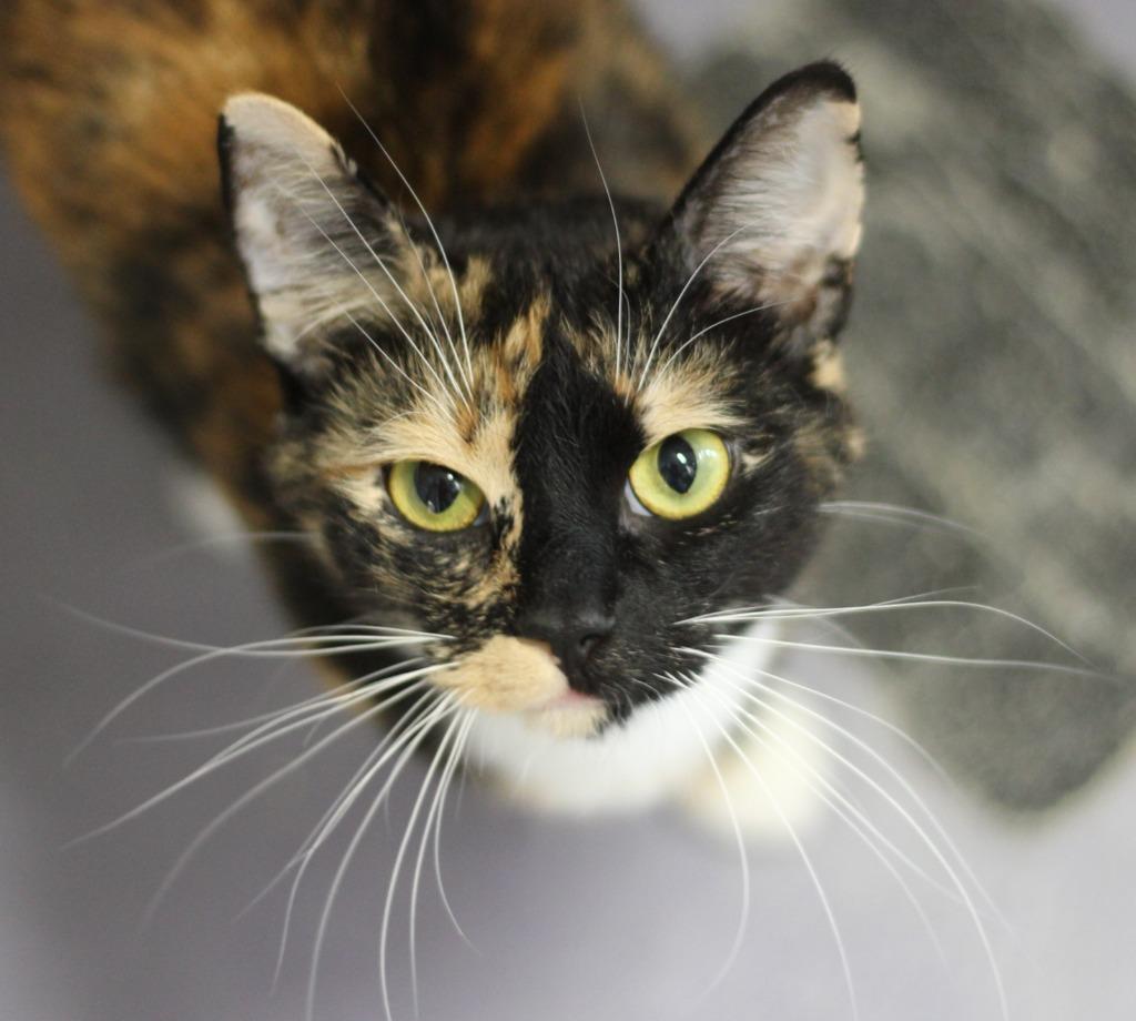 Nyla and Raven, a Adopted mixed breed in Rockford, IL image 2/2