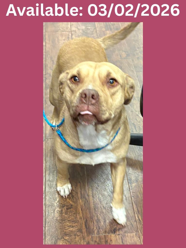 Dog Kennel #7, Adoptable, Adult Female Pit Bull Terrier & Mixed Breed.