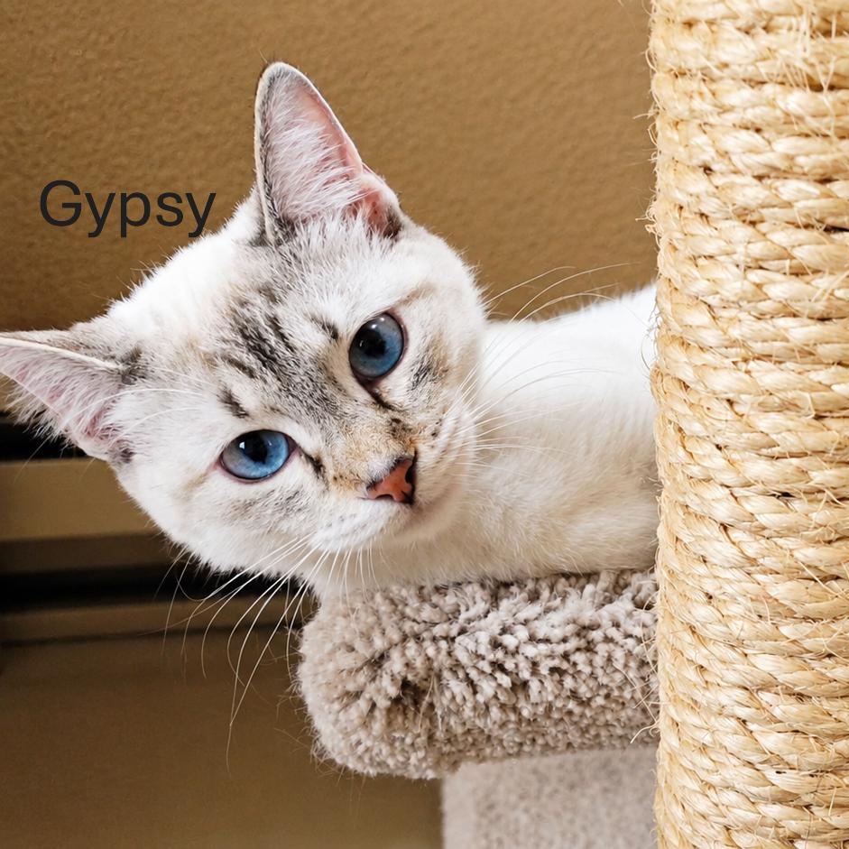 GYPSY, ADOPTABLE, Young Female Siamese & American Shorthair.