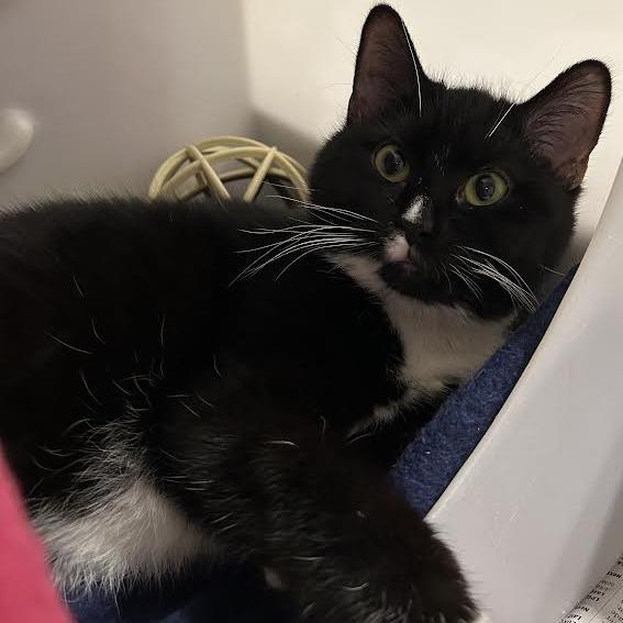 Enlarge Cajeta, a Adoptable Domestic Short Hair in Charlottesville, VA image 1/2