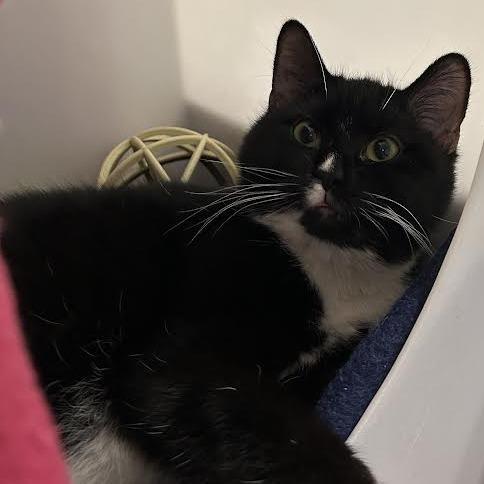 Enlarge Cajeta, a Adoptable Domestic Short Hair in Charlottesville, VA image 2/2