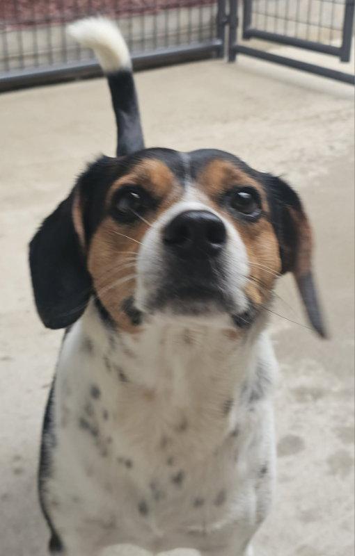 Lil Man *Adoption Pending*, Adoptable, Young Male Beagle.