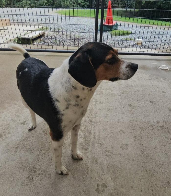 Enlarge Lil Man *Adoption Pending*, a Adoptable Beagle in Fairfax, VA image 2/2