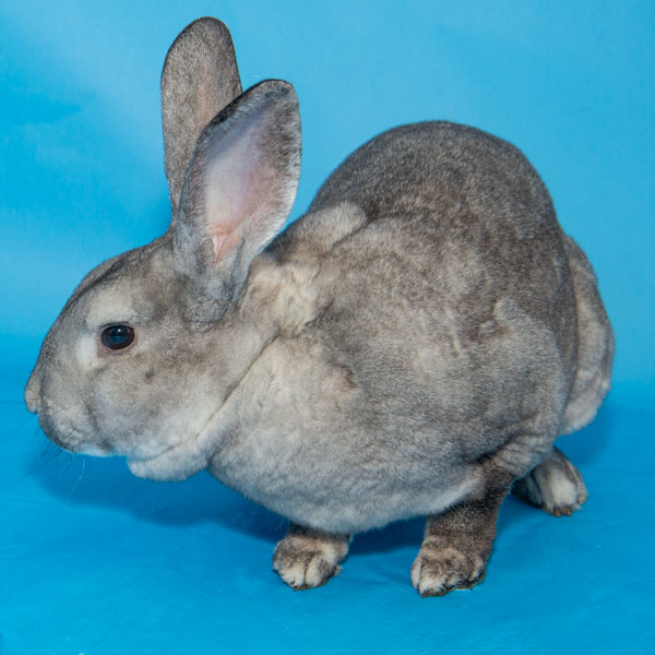 Enlarge Heron, a Adoptable Bunny Rabbit in Whittaker, MI image 1/1