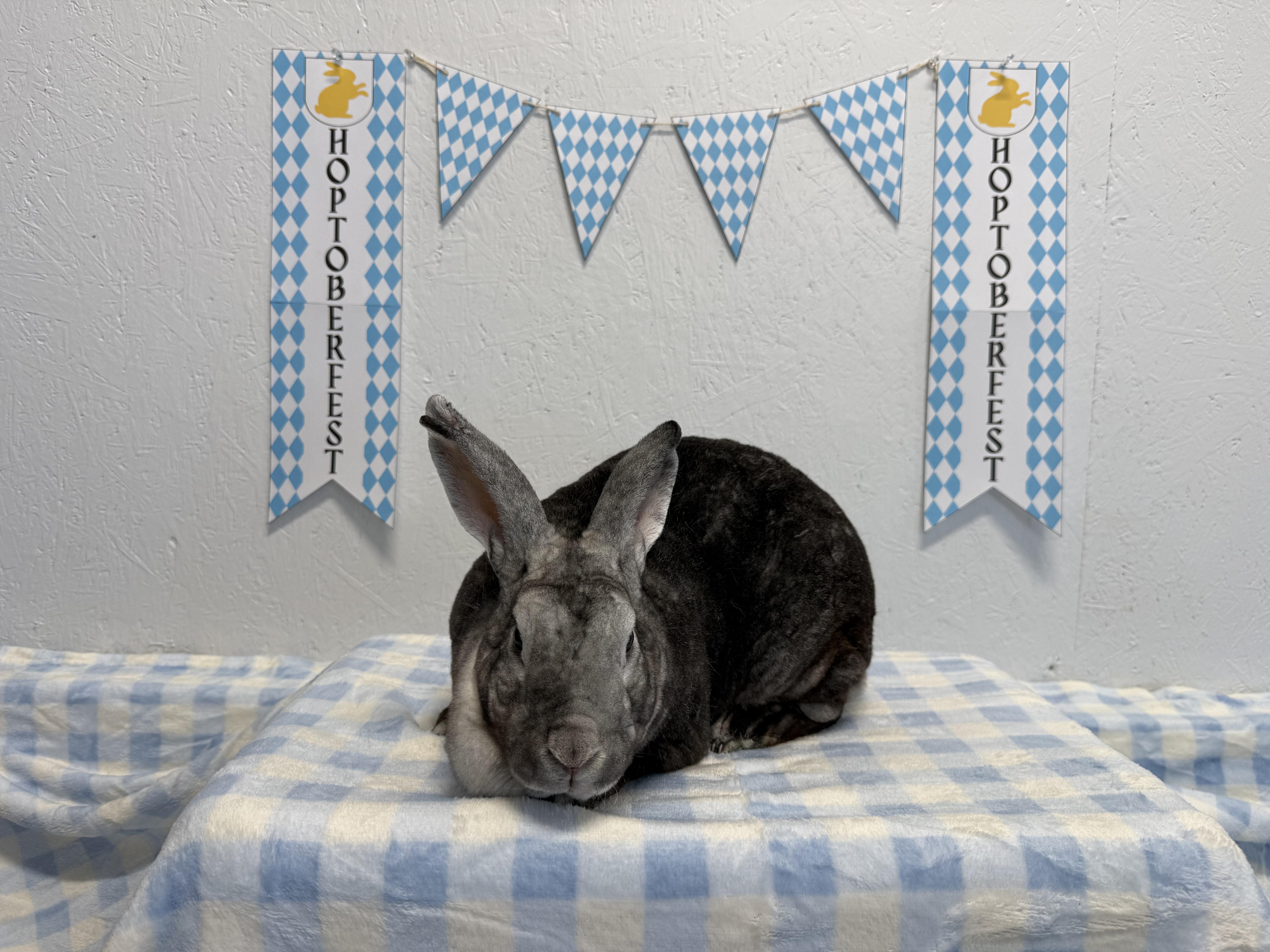 Enlarge Heron, a Adoptable Bunny Rabbit in Whittaker, MI image 2/3