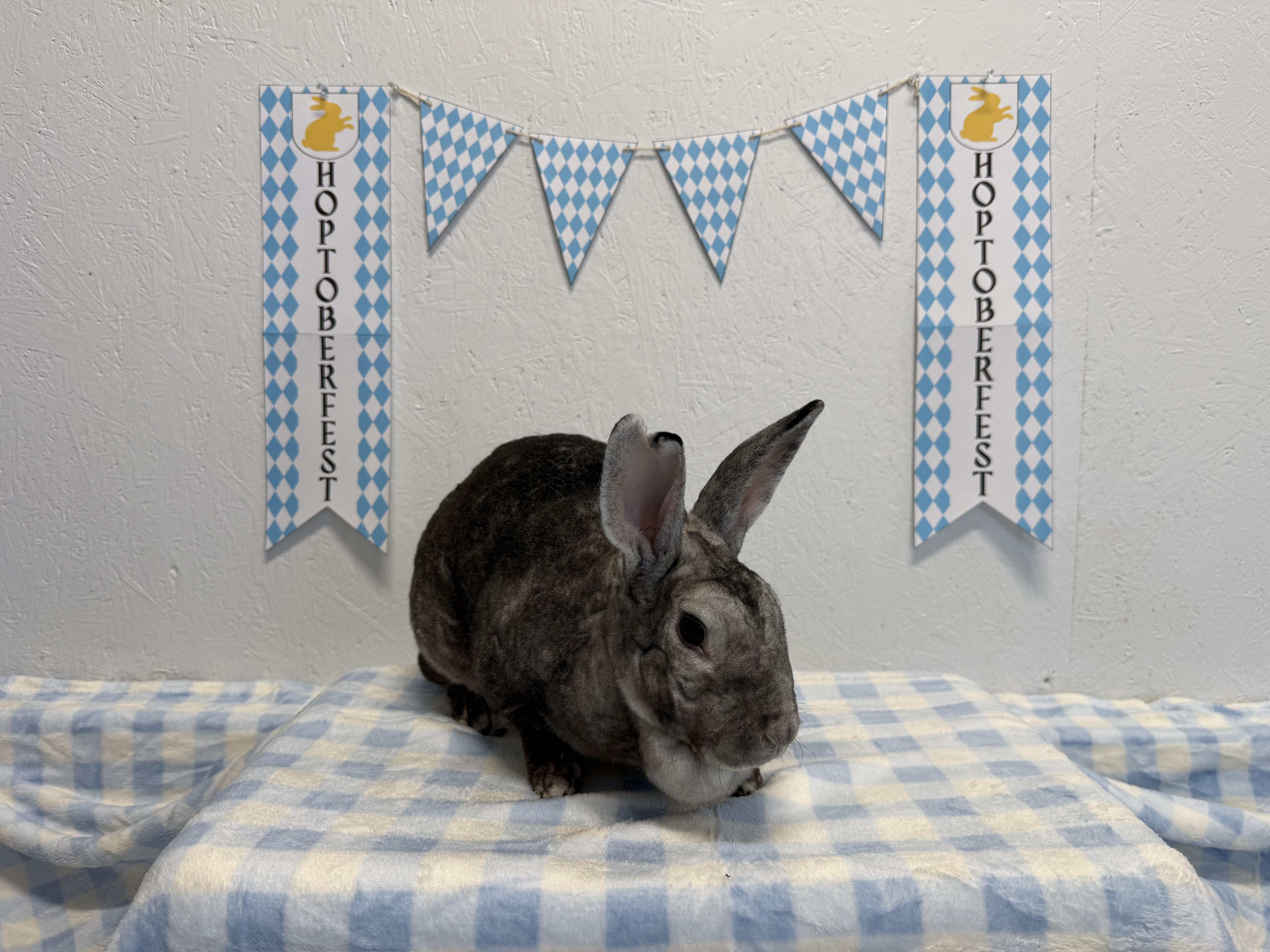 Heron, Adoptable, Young Male Bunny Rabbit.