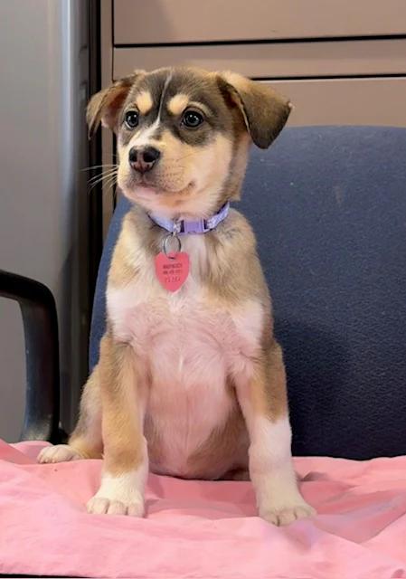 Enlarge Demi Lune, a ADOPTABLE mixed breed in Pointe-Fortune, QC image 4/4