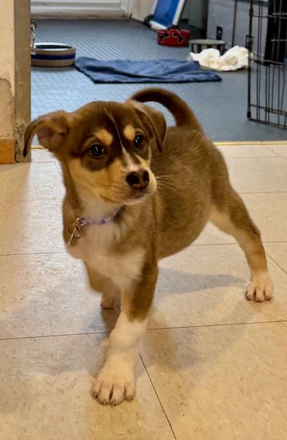 Enlarge Demi Lune, a ADOPTABLE mixed breed in Pointe-Fortune, QC image 1/4