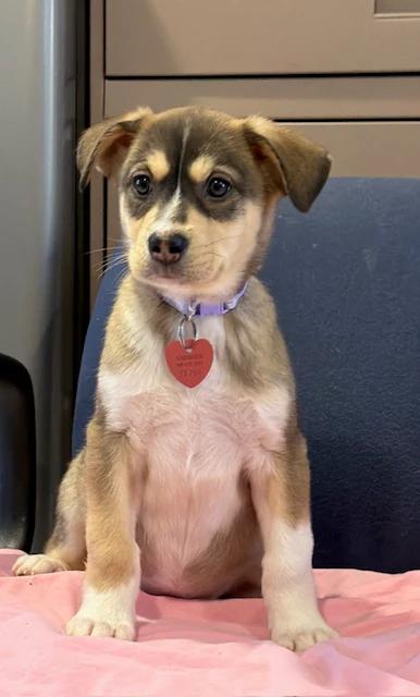 Enlarge Demi Lune, a ADOPTABLE mixed breed in Pointe-Fortune, QC image 3/4