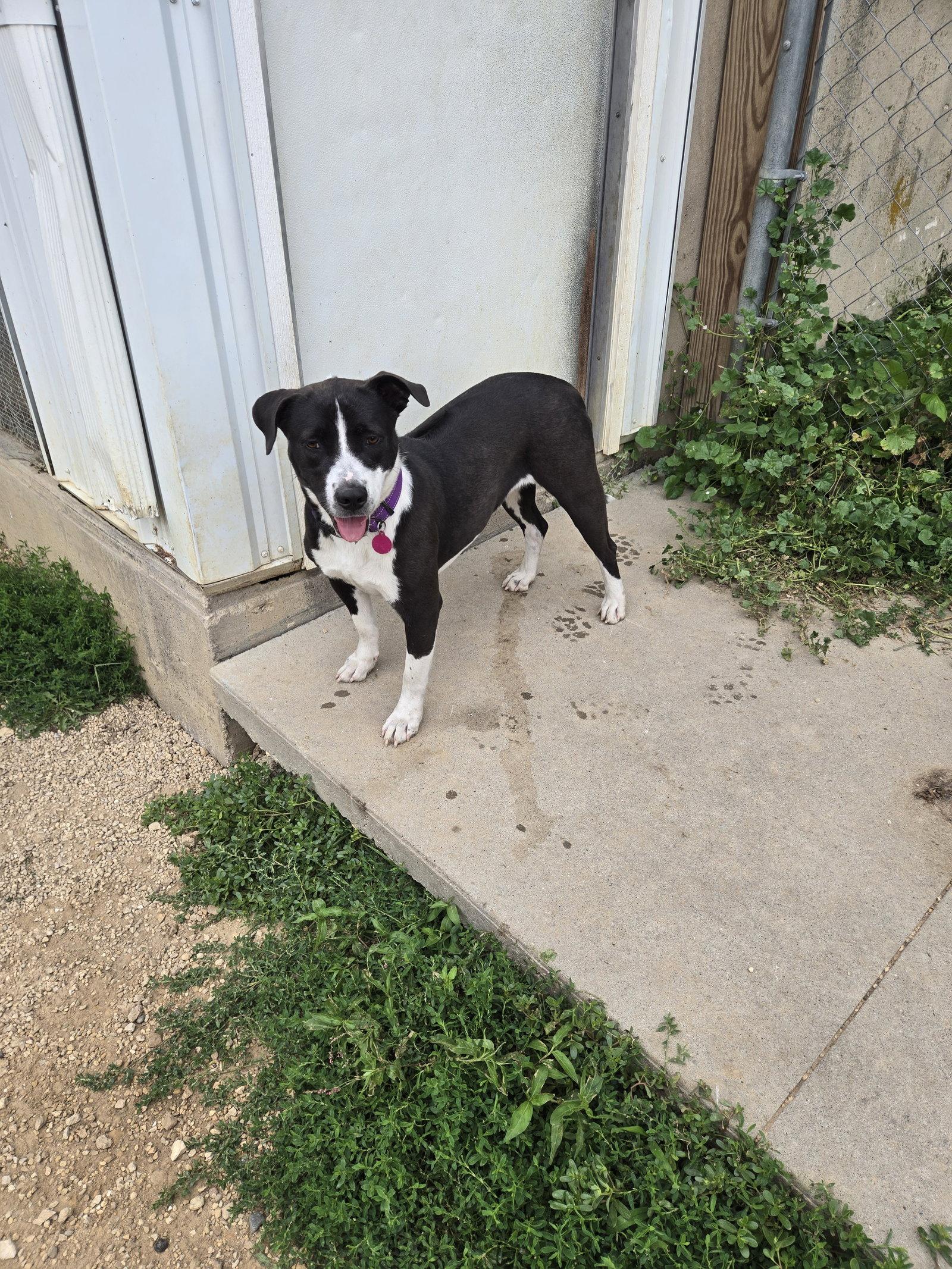 Sun, Adoptable, Young Female Black Labrador Retriever.
