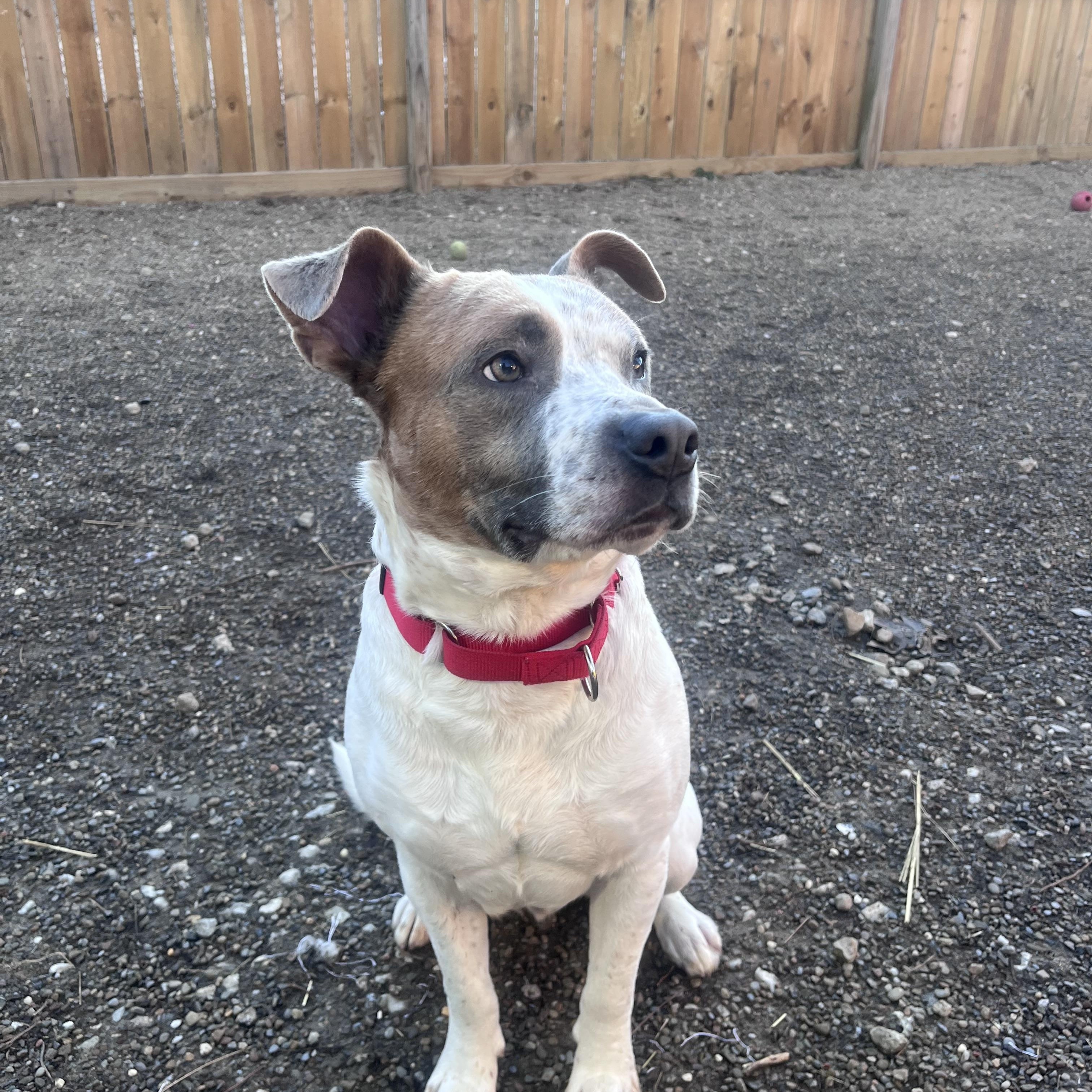 Enlarge Dale , a ADOPTABLE mixed breed in Youngstown, OH image 5/5