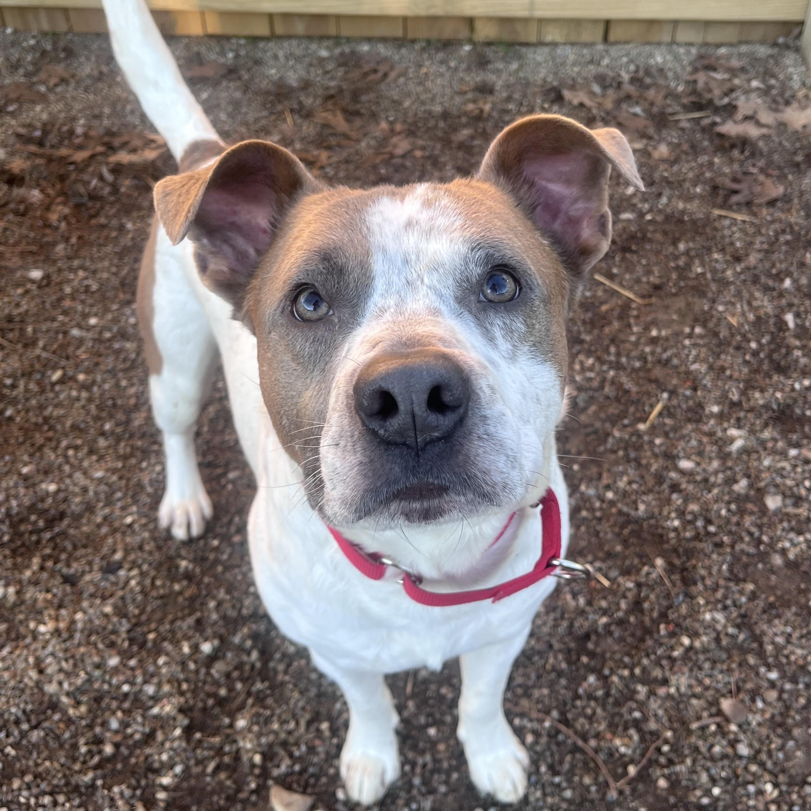 Enlarge Dale , a ADOPTABLE mixed breed in Youngstown, OH image 1/5