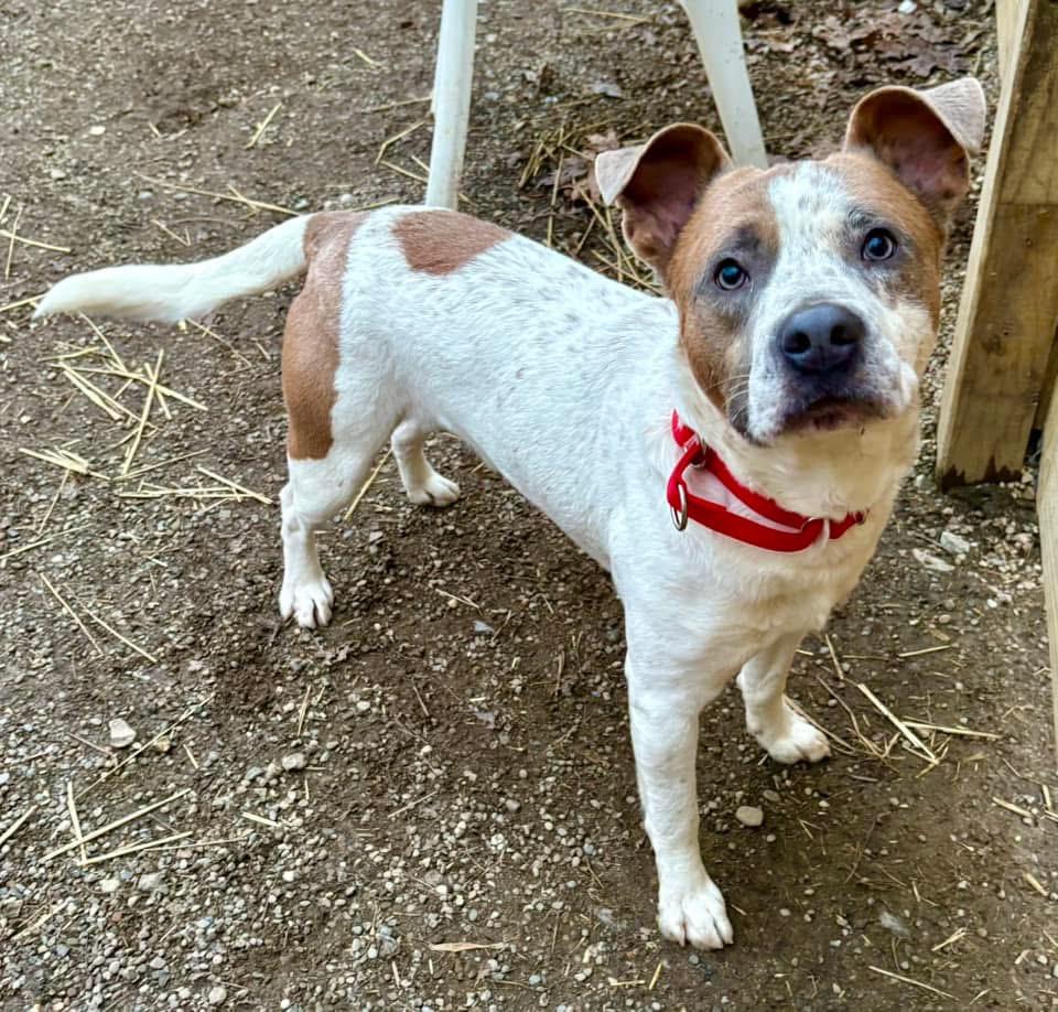 Enlarge Dale , a ADOPTABLE mixed breed in Youngstown, OH image 4/5